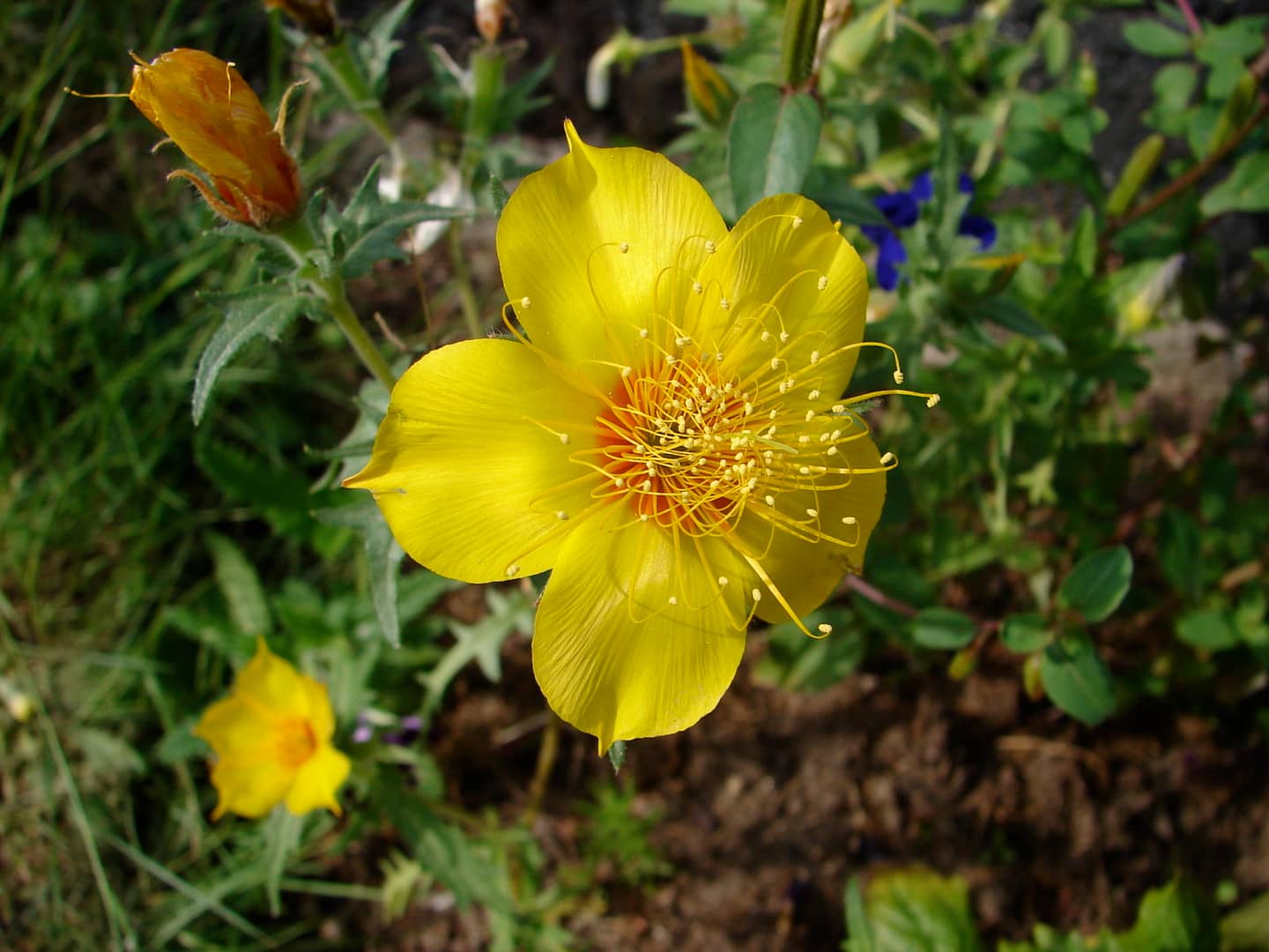 Mentzelien (Mentzelia lindleyi)