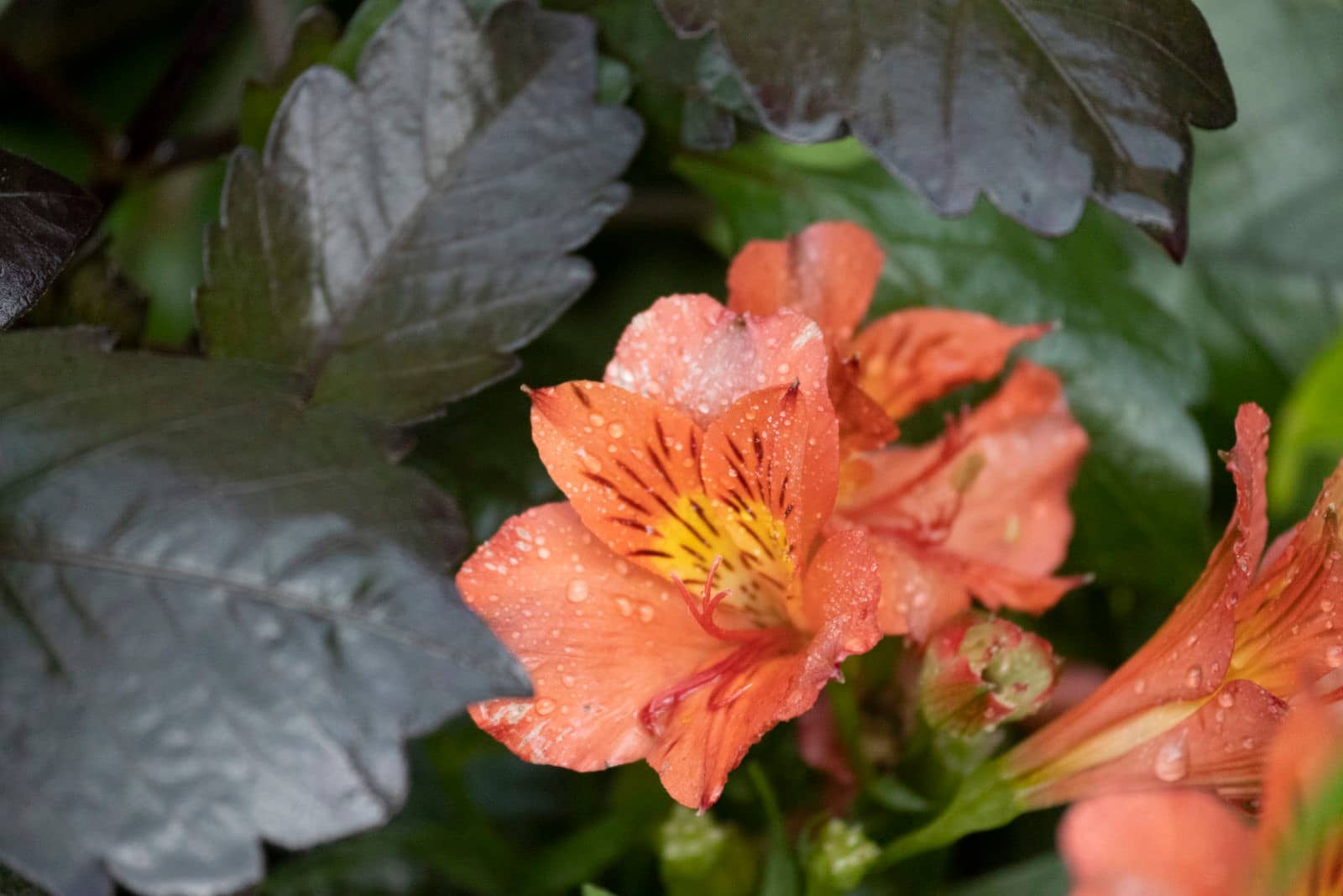 Alstroemeria – Inka-Lilien