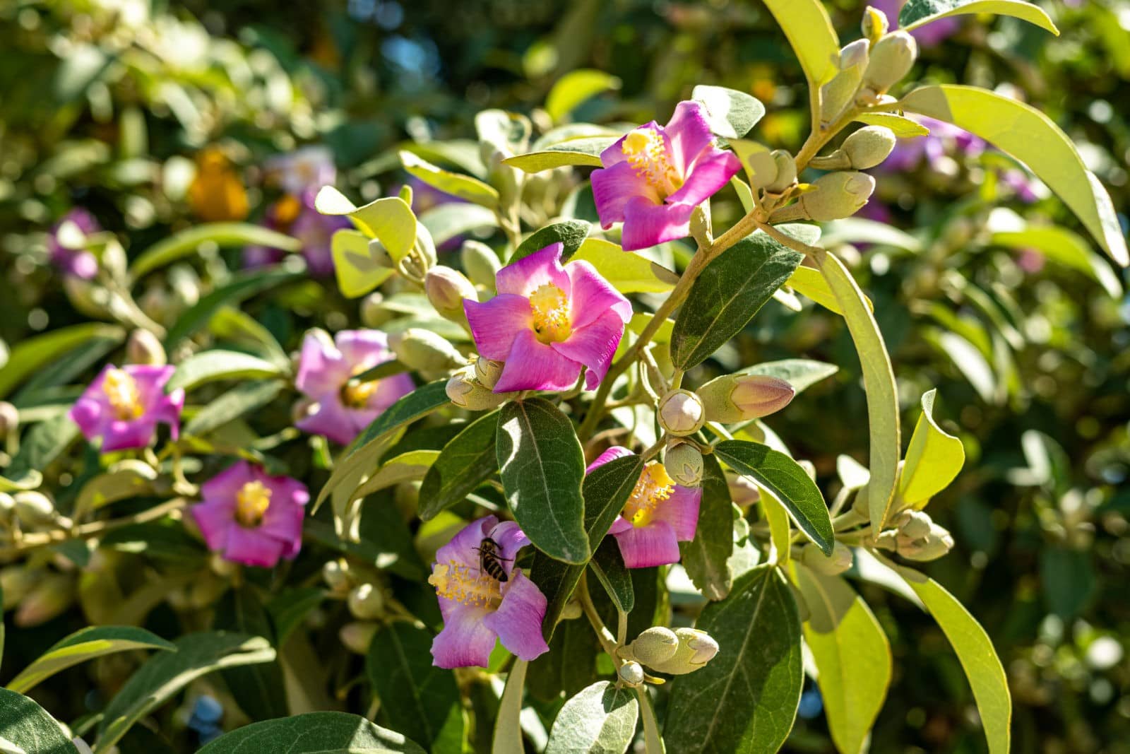 Lagunaria patersonii – Norfolk-Hibiskus / Norfolk-Eibisch
