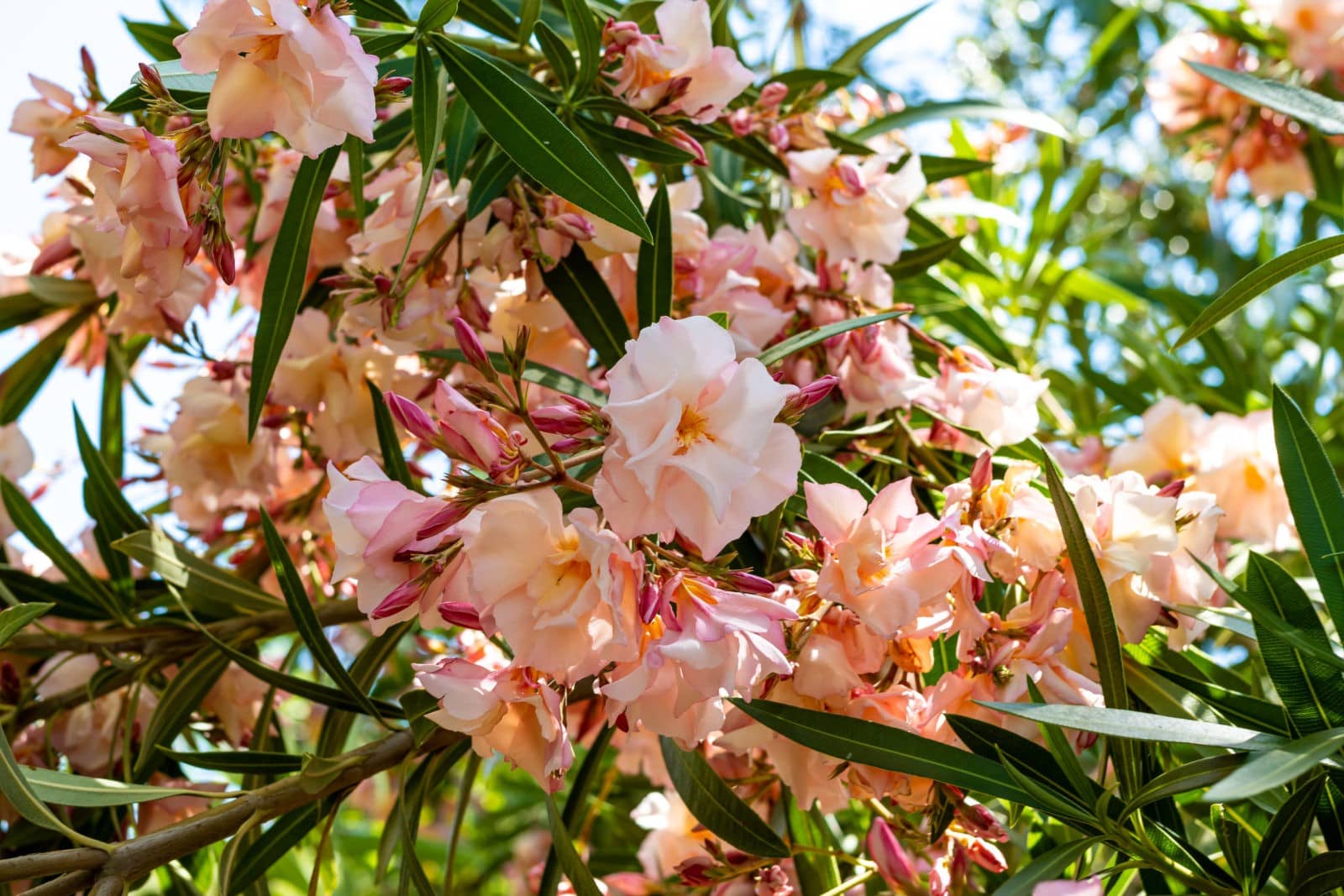 Nerium oleander