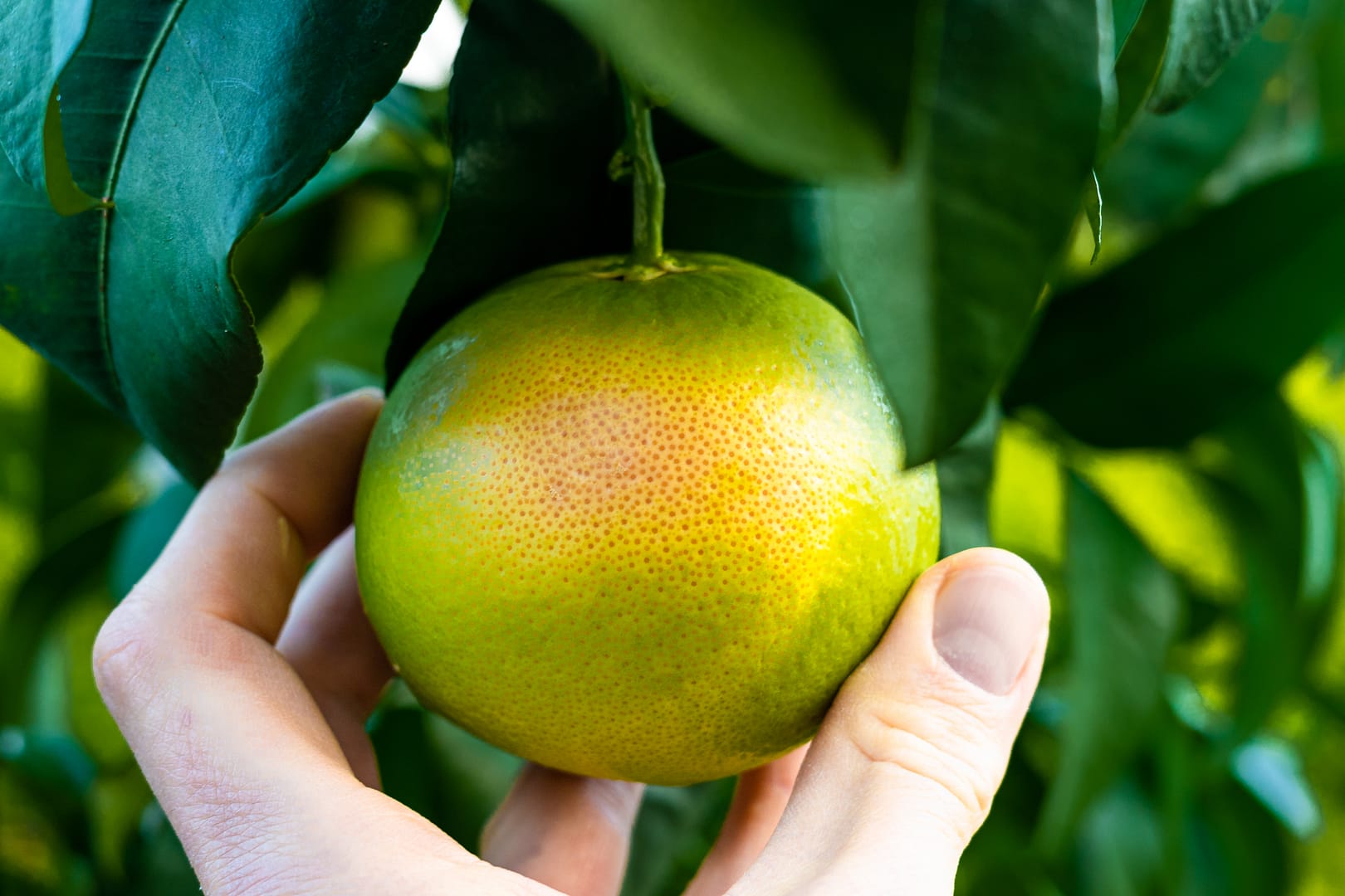 Star Ruby – Deine perfekte Pomelo mit Charakter!