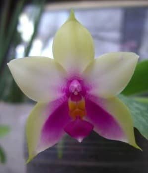 Phalaenopsis Fotoprojekt