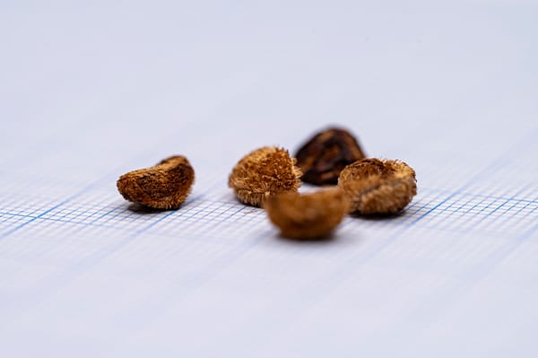 Goetzea Ekmanii 10
